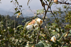 Camellia oleifera