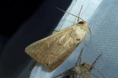 Mythimna albipuncta