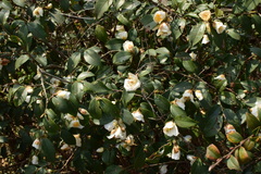 Camellia oleifera