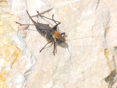 Pholidoptera aptera