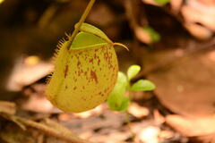 Nepenthes ampullaria