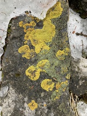 Lecanoromycetes