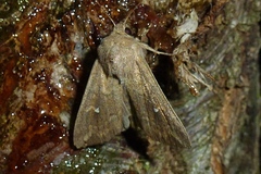Mythimna albipuncta