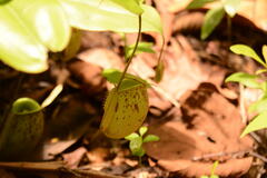 Nepenthes ampullaria