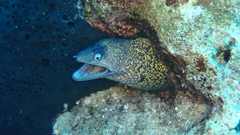 Muraena helena