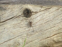 Pardosa crassipalpis