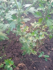 Chrysanthemum morifolium
