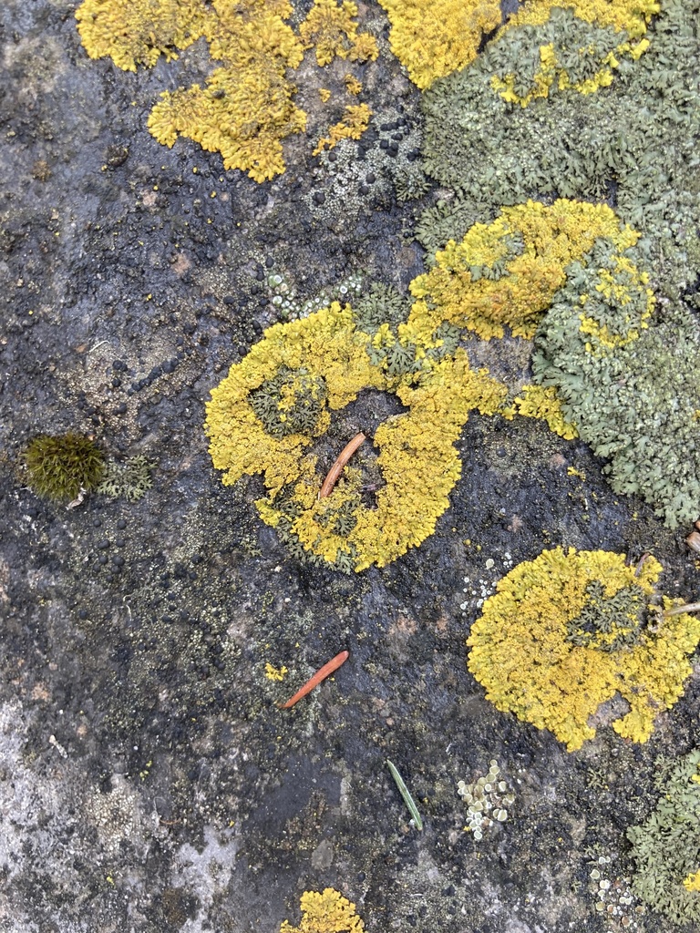 Common Lichens From Kananaskis AB T0L Canada On May 01 2022 At 01 34