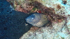 Muraena helena