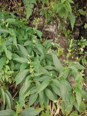 Justicia quadrifaria