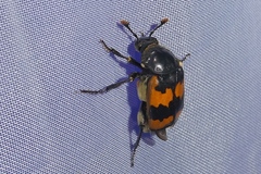 Nicrophorus vespillo