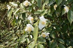 Camellia oleifera