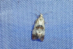 Neocochylis hybridella