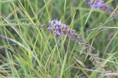 Liatris acidota