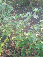 Chrysanthemum morifolium