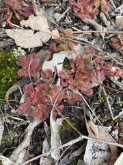 Drosera aberrans