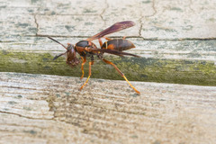 Polistes