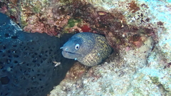 Muraena helena