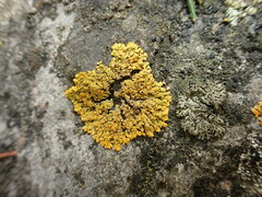 Lecanoromycetes