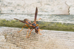 Polistes
