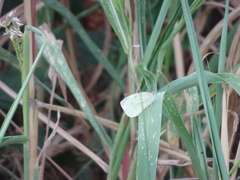 Pieris rapae
