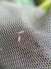 Entomobryidae