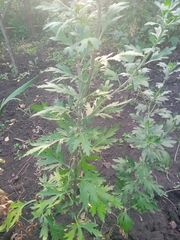 Chrysanthemum morifolium
