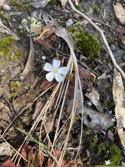 Drosera aberrans
