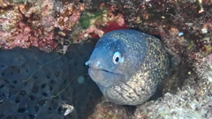 Muraena helena