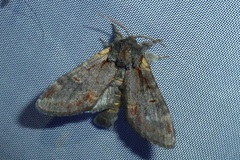 Notodonta dromedarius