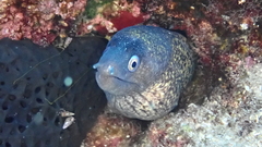 Muraena helena