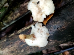 Lentinus arcularius