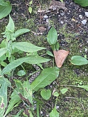 Heterodon platirhinos
