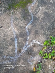 Megalobulimus oblongus