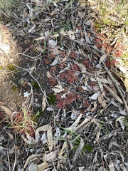 Drosera aberrans