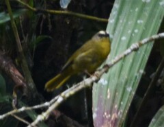 Thlypopsis superciliaris