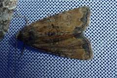 Mesoligia furuncula