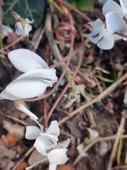 Cyclamen hederifolium