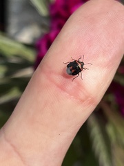 Cosmopepla lintneriana