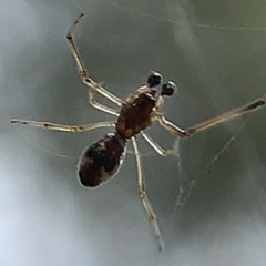 Argyrodes elevatus