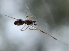 Argyrodes elevatus