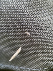 Entomobryidae