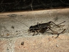 Velarifictorus micado