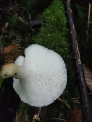 Lentinus arcularius