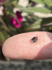 Cosmopepla lintneriana