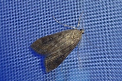 Parapoynx stratiotata