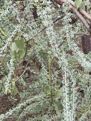 Parkinsonia florida