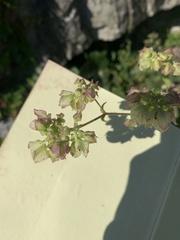 Mirabilis nyctaginea