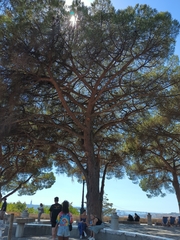 Pinus pinea