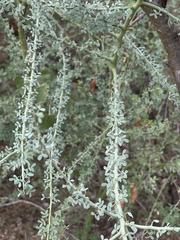Parkinsonia florida